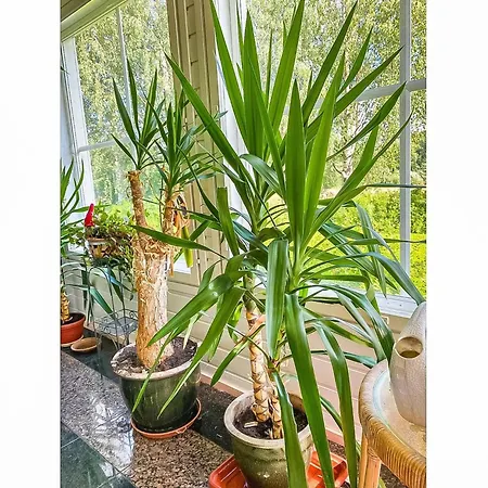 Grand Kemijoki By Interhome Semesterbostad